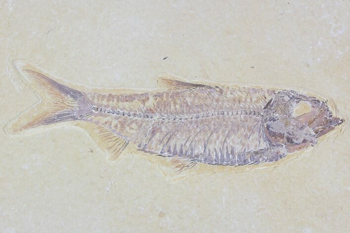 Detailed, Knightia Fossil Fish - Wyoming #79876